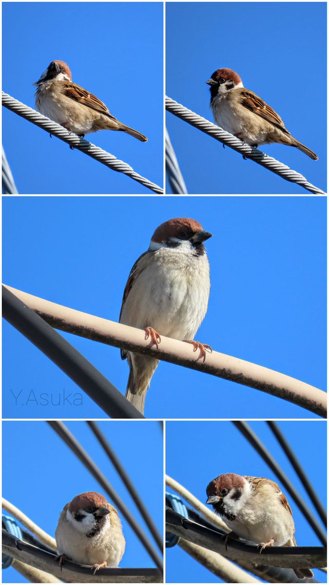 yumeasutw's tweet photo. 雀の日常🐦️🎶🐦️

穏やかな朝空の下💙
仲良し雀が #電線 に佇み
「チュンチュン♩*。♫.°♪」朝の
おしゃべりタイム🎶

姿勢を低くし
電線の隙間から覗く姿が
可愛らしいです🐦️💕

#スズメ #雀 #Eurasian_Tree_Sparrow
#野鳥 #bird
#電柱
#青空
#a2022 #a0209 #a202202 #a2022022 https://t.co/3kCMWl0JWn
