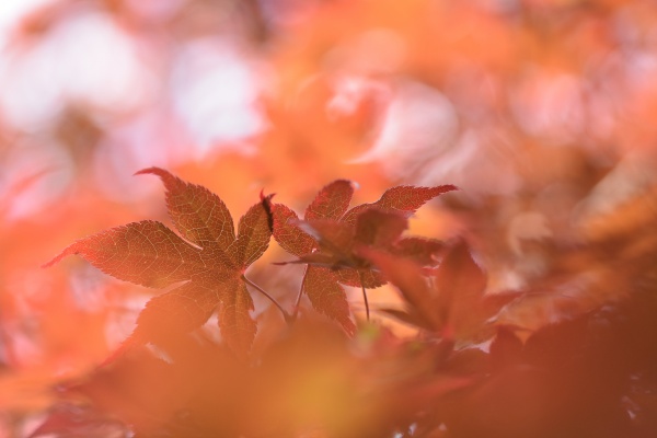 PREMBOT_GLOBAL's tweet photo. all the things in the world are enchanting, but which one is much special🧚‍♀️🧚

#TimeForCare #TimeToTalk #timeshare #NaturalBeauty #NatureBeauty #clean #CleanBudget #CleanUp #Creative #creativity #fun #lifeinfinity #idescribemyselfas #OlympicGames #Olympia2022 https://t.co/nO35bjqMiY