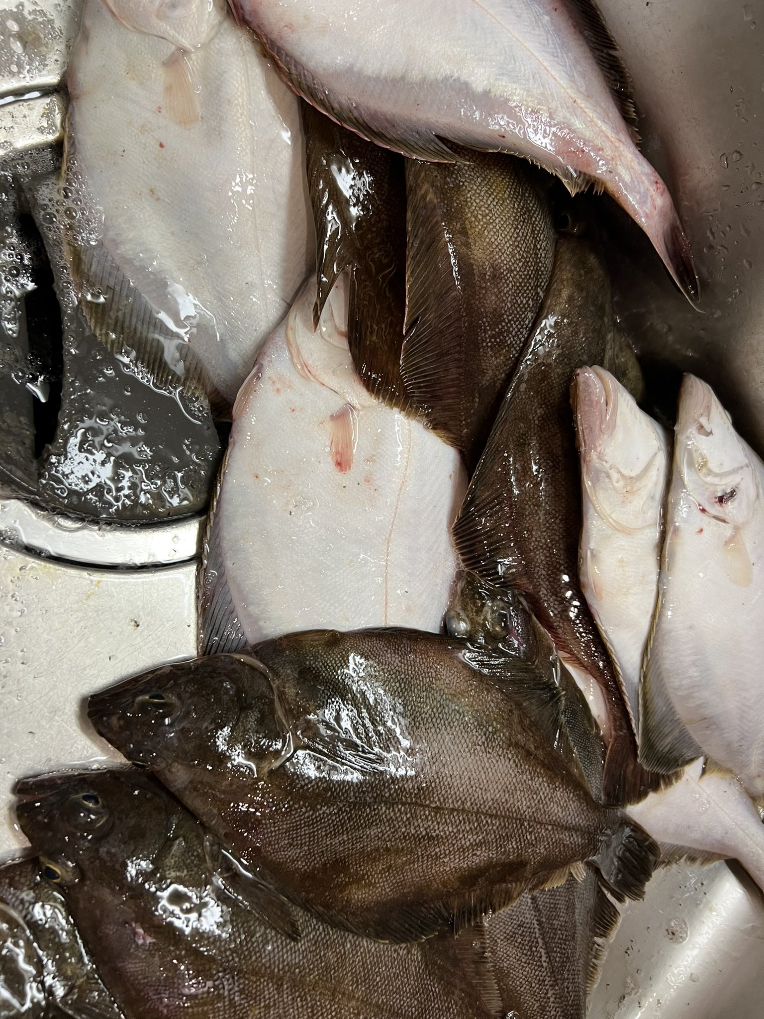 تويتر Neone 釣りバカデザイナー على تويتر 宗八祭り とりあえず刺身 T Co Fm5huheqk6 تويتر Neone 釣りバカデザイナー على تويتر 宗八祭り とりあえず刺身 T Co Fm5huheqk6