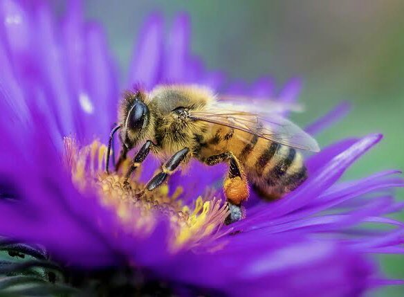 Pixel Buzz tweet media