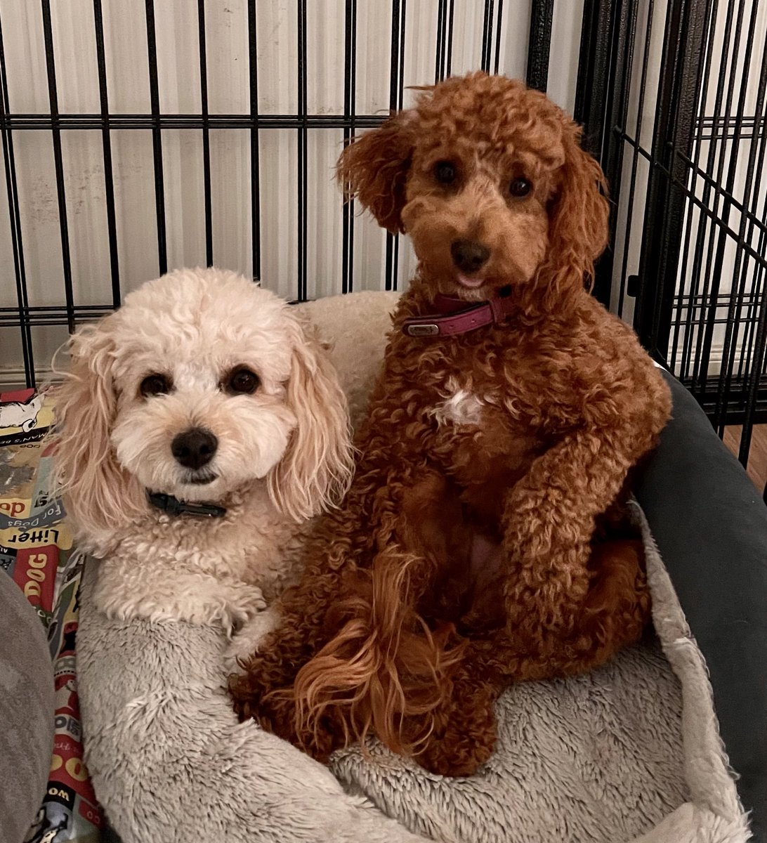 Therapuppy1's tweet photo. When you have a sore paw, only cuddling up to your big brother makes everything better 🐶🤕🐾 #daisy #peanut #sorepaw #sick #schooldog #dogsofeducation #therapydogsrock #butterwouldntmelt https://t.co/wVBpfRUQqA