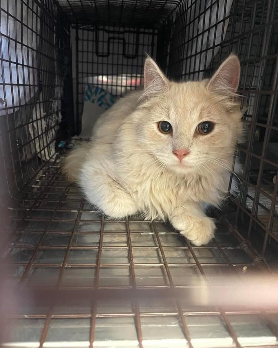 PALSCenTX's tweet photo. Our community showed us today that YES they want TNR! Thank you so much to Dr. Bruce! She is an amazing hero to community cats and we are so grateful for her time and efforts. Good job PALS team on an awesome day! https://t.co/DGLHBJYQ5W