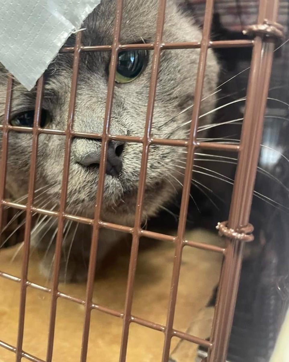 PALSCenTX's tweet photo. Our community showed us today that YES they want TNR! Thank you so much to Dr. Bruce! She is an amazing hero to community cats and we are so grateful for her time and efforts. Good job PALS team on an awesome day! https://t.co/DGLHBJYQ5W