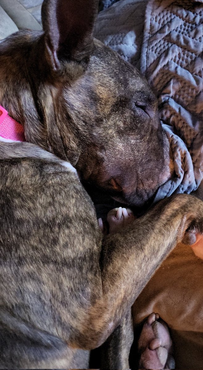 Remi tha Queen played too hard today in the wood shop.