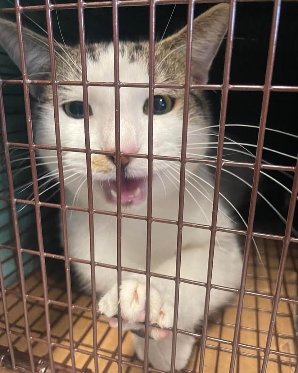 PALSCenTX's tweet photo. 53 cats today received spays, vaccinations &amp; an ear tip as the internationally accepted symbol of “Someone cared enough to get me spayed &amp; vaccinated!” 😻

Learn more about our TNR program and donate to efforts like these at https://t.co/uymJpvKV7q https://t.co/6fnKdLaeer