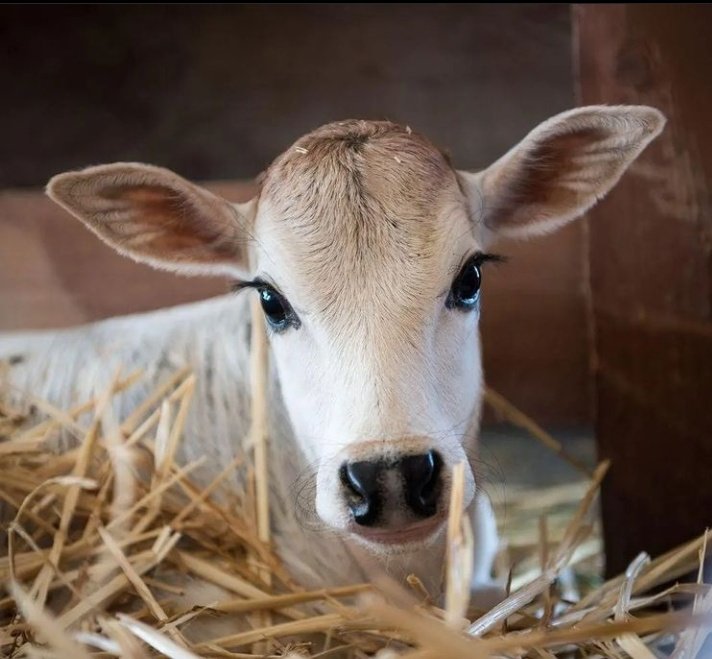 ImTwinkle7's tweet photo. Suggest a Name for our new family member please 😃 https://t.co/WrKTAYRa21
