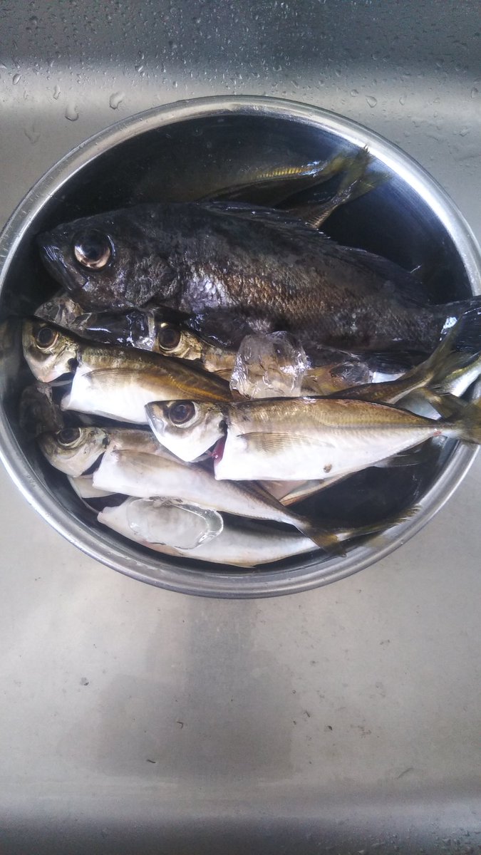 fishfight40's tweet photo. 朝マズメは潮位も低いし堤防外側のテトラで勝負!
いざ3gをぶん投げる…
コッ…
来た!
豆が!豆が!豆が?
まさか内側入ってきてる?
テトラを上って確認すると(サビキ師)やっぱり豆💦
今日は来そうな気がしたんやけどねぇ😅
その後移動するもアジ探しきらんやったです。
#糸島アジング
#MAX18㌢ https://t.co/sE0oyDO8BA