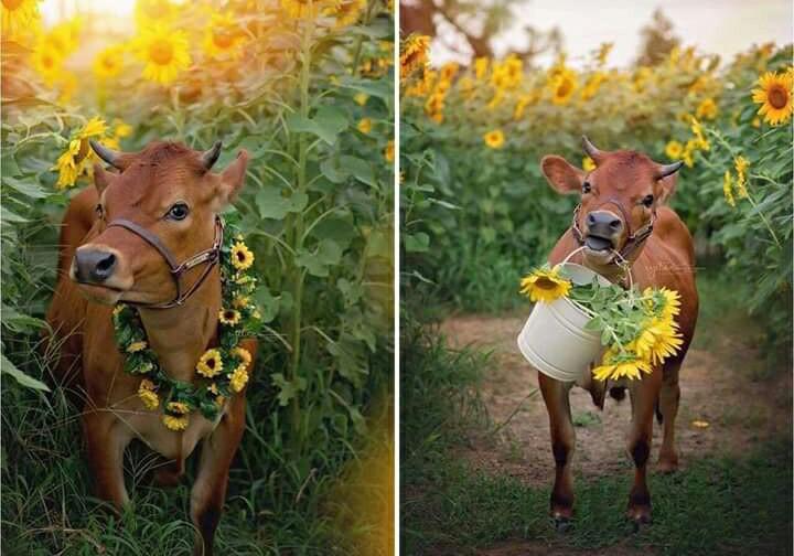 10 лет корове. Корова с венком. Корова с веночком на голове. Корова в цветах. Теленок с венком на голове.
