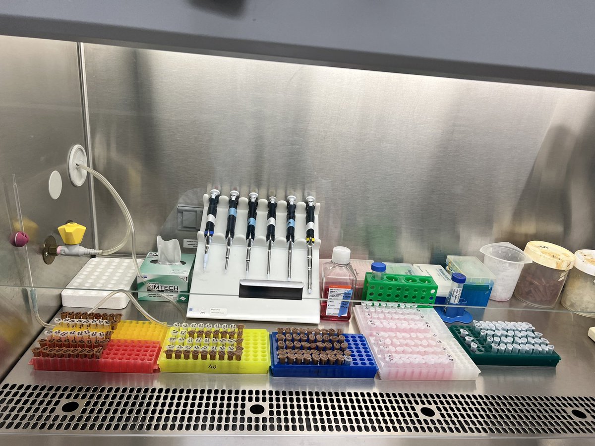 Screening of 14 natural product derivatives against human melanoma cells in the lab today 🌱@uamscancer #drugdiscovery #cellbiology #cancerbiology #naturalproducts #melanoma #melanomaresearch #anticancerdrugs