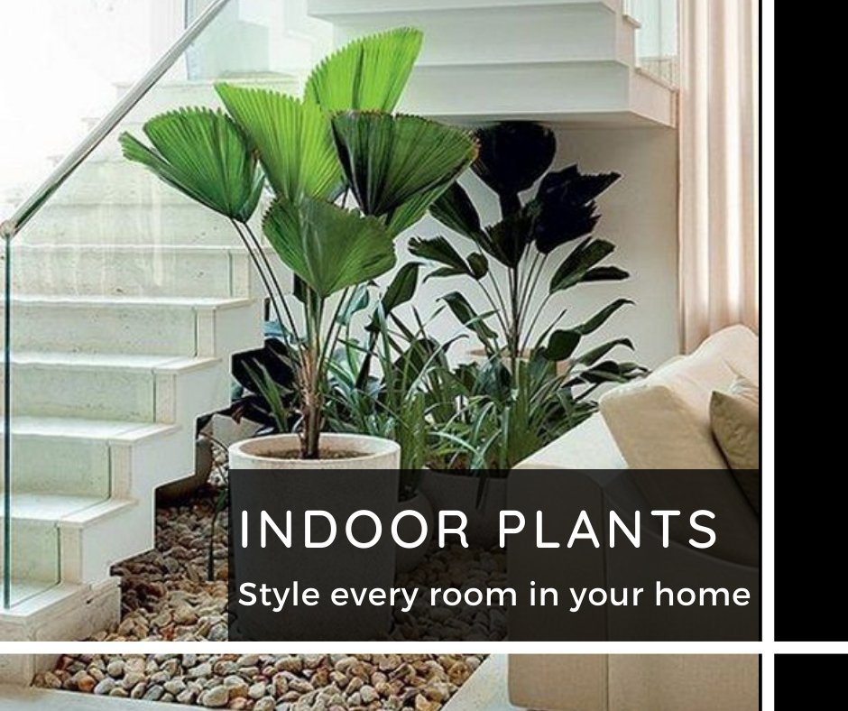 Indoor plants enhance the aesthetic appearance of the space. We help you from styling and placement to choosing the right plants for you!

Visit us @ incubestudio.in 

#incubestudio #indoorplants #interiordesign #greeninteriors #designtips #budgetdesigners #interior