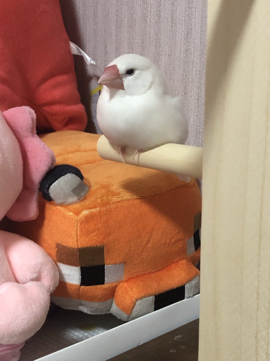 迷子の文鳥を探しています。 tweet media