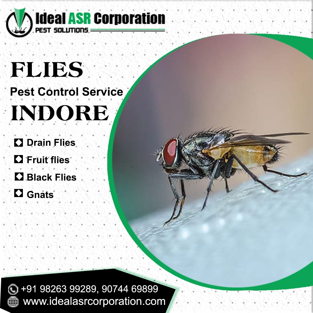 AsrIdeal's tweet image. Ideal ASR Corporation
For More Visit : idealasrcorporation.com
Email id: idealasrcorporation@gmail.com
Phone : 98263 99289
Address : 104 , Ganga Paradise Shiv Dham khandwa road Indore
#fliescontrolsolutions #mosquitocontroller #gluepadflycatcher #rodentbaitbox #idealindore