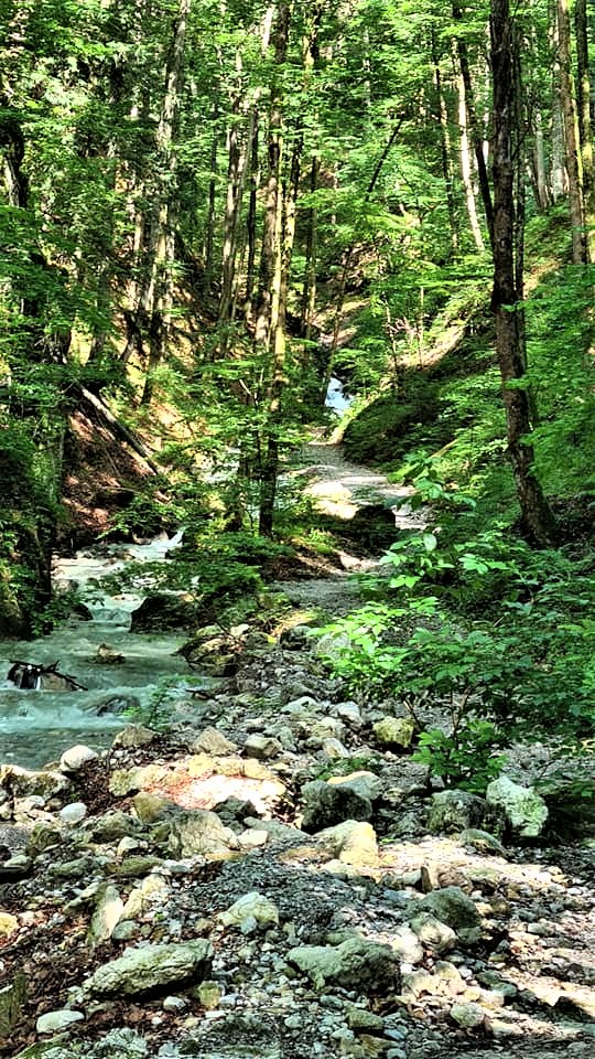 Greenisamissio1's tweet photo. A new day in our journey of life with new encounters, new challenges and beautiful events like a hike through the forest in its power and beauty. Good morning and a blessed day to my beloved fellow inhabitants of planet Earth.❤️💙💚🌳🍀🌱🌲💚 https://t.co/M0B0lOf2qY