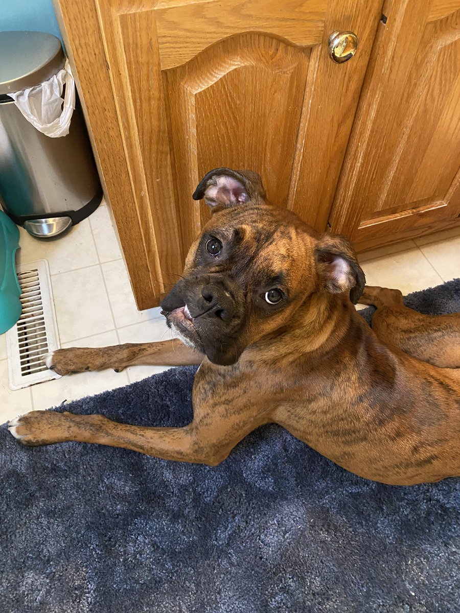 lilbRaleigh33's tweet photo. @dog_rates @Trupanion Dutch https://t.co/ZwS1jSZVRH