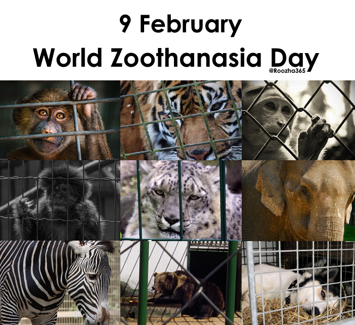 зоопарк спб ленинградский зоопарк. клетка в зоопарке. зоопарку необходимо. зоопарк као кео. тигр в клетку.