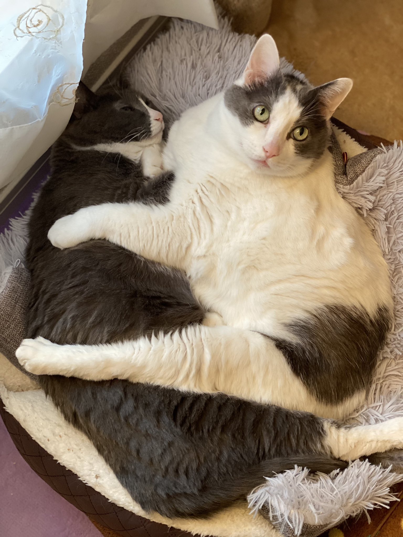 おもしろ猫 Twitter Search Twitter
