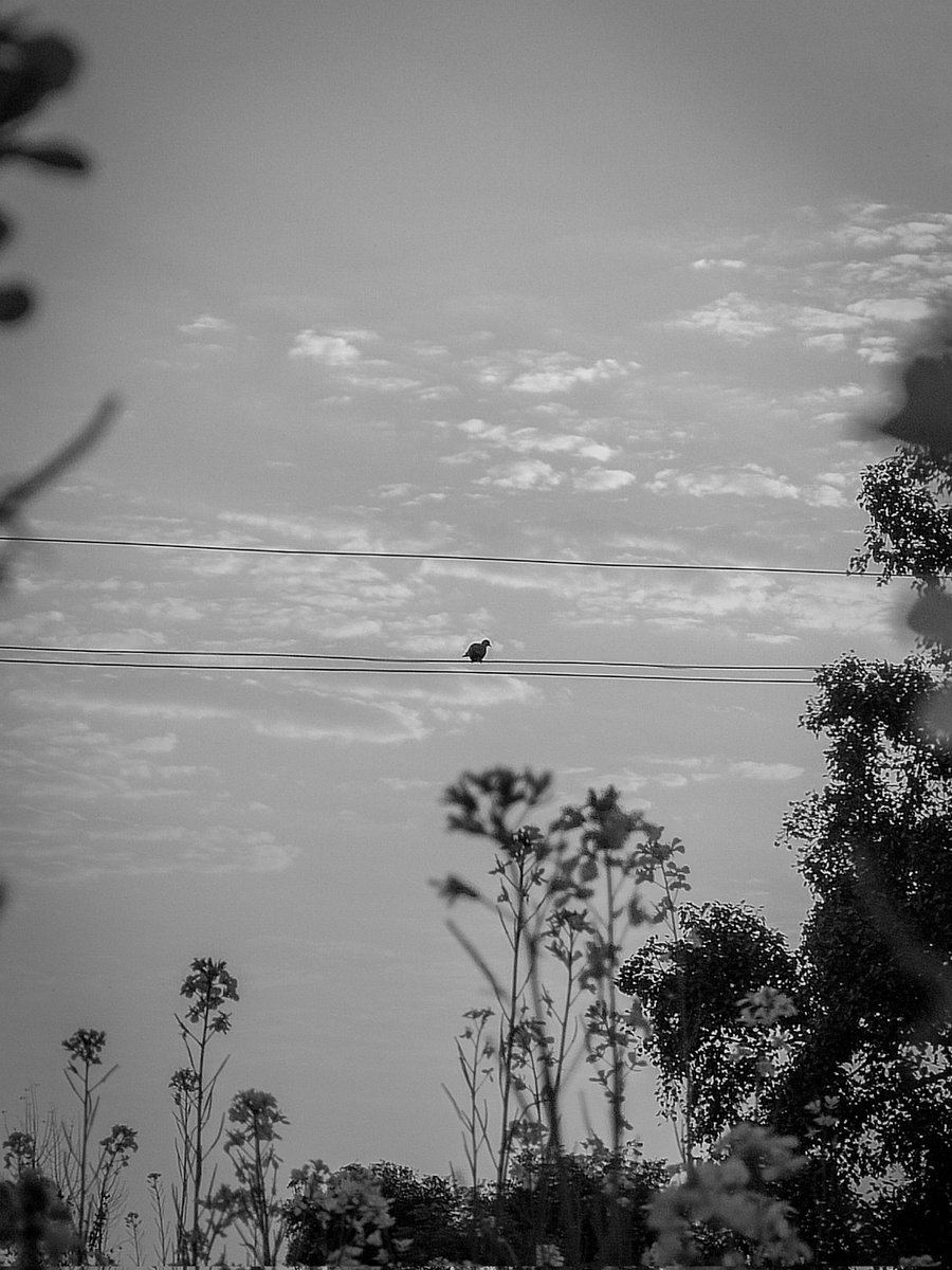 methecamera's tweet photo. Keep flying..🕊️
@methecamera 

#blacknwhite #blackandwhite #blackandwhitephotography #blackandwhitephotos #artisticpic #artisticpicture #birdphoto #birdphotography #birds_captures #birdeye #cinematicphoto #cinematiclook #petermckinnon https://t.co/QRL2ao9uwX