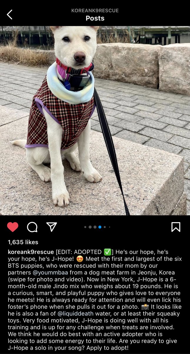 A dog has been recently rescued in jeonju, korea and they named him j-hope! He has been adopted and now living in new york ♡ #pawsforhobi #petsforhobi
