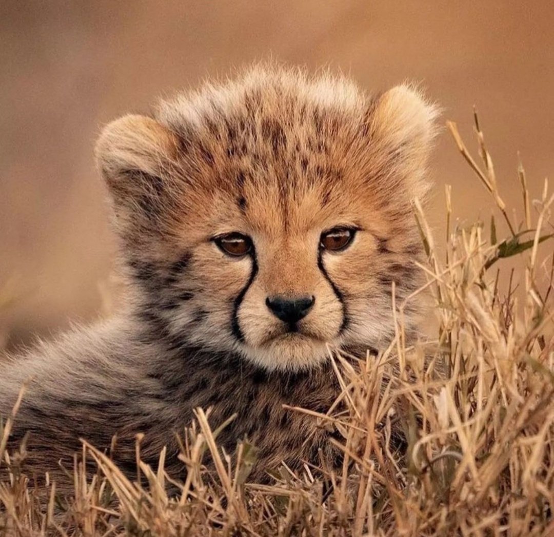 Lady021ll's tweet photo. #cheetah #baby #whatching https://t.co/3hahU4zUk5