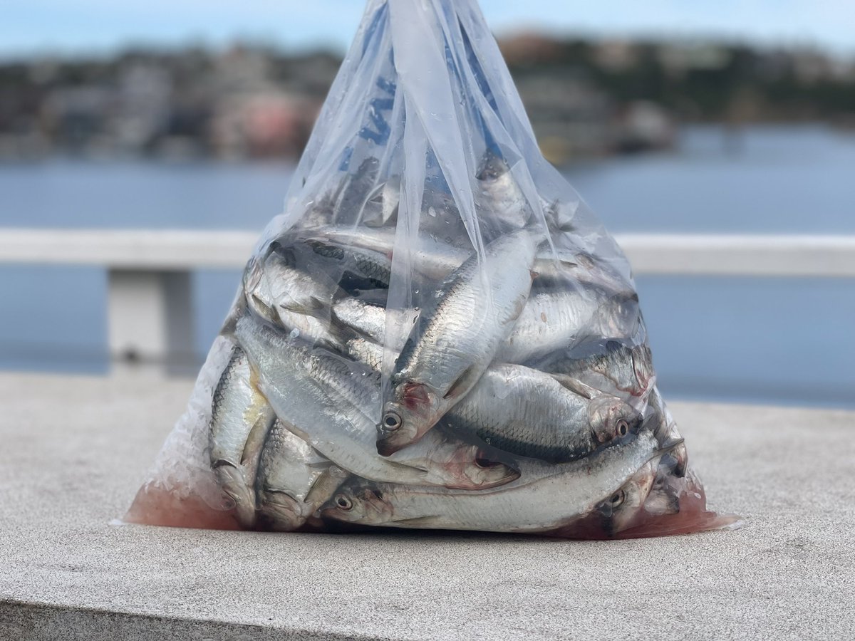 twoherring's tweet photo. ❤️ SF herring 🐟 https://t.co/9E6LkOiPms