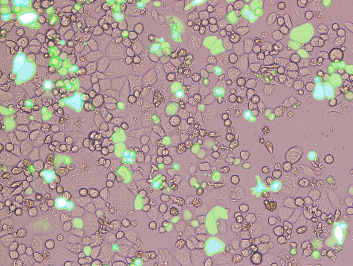 BioZoneUWA tweet media