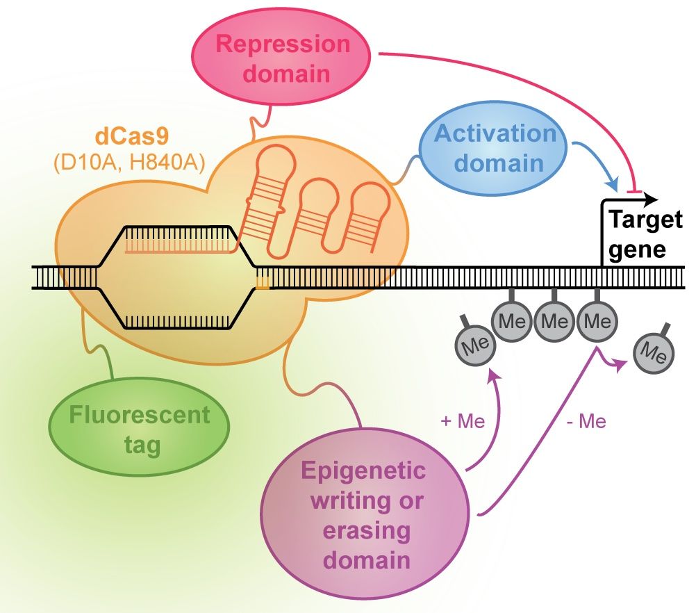 BioZoneUWA tweet media