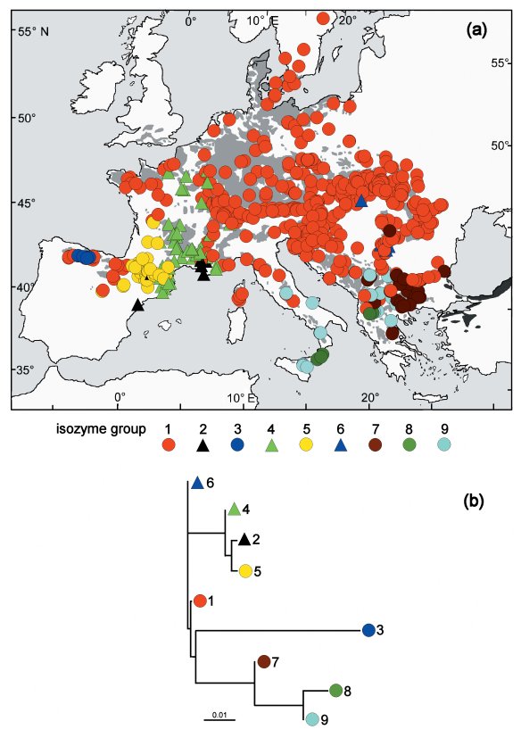 JBingold's tweet photo. En utilisant le charbon et le pollen les chercheurs sont capables de retrouver les lineage de #hetre a travers l'Europe et les différents #climats https://t.co/gw7lGsnb3d