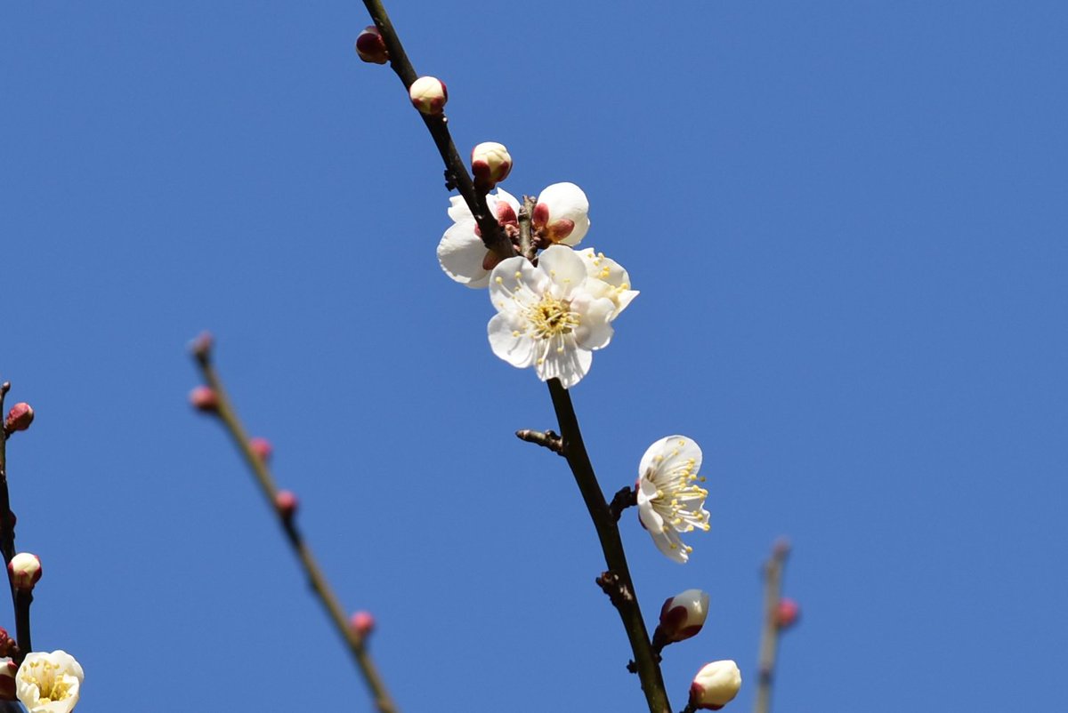 KorakuenGarden's tweet photo. 【ただいま休園中】
明日は雪かもしれませんから、今日は花とともに暖かい日差しを楽しみましょう。

#小石川後楽園　#ツイッターで楽しむ庭園 https://t.co/JQQxmkUd2m