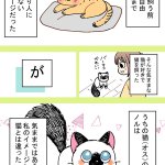 気ままな猫が好きで猫を飼ったけど思ってたのと違う!これはこれで良い誤算!