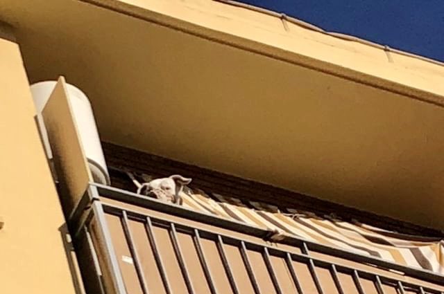 TANGO del balcón encerrado a <a href="/Luchando_ppp/">Luchando por los PPP</a>  buscamos #adopcion o #ACOGIDA para este #Dogo de 7 años no sabemos el tiempo que ha estado así 🖤🥺🙏