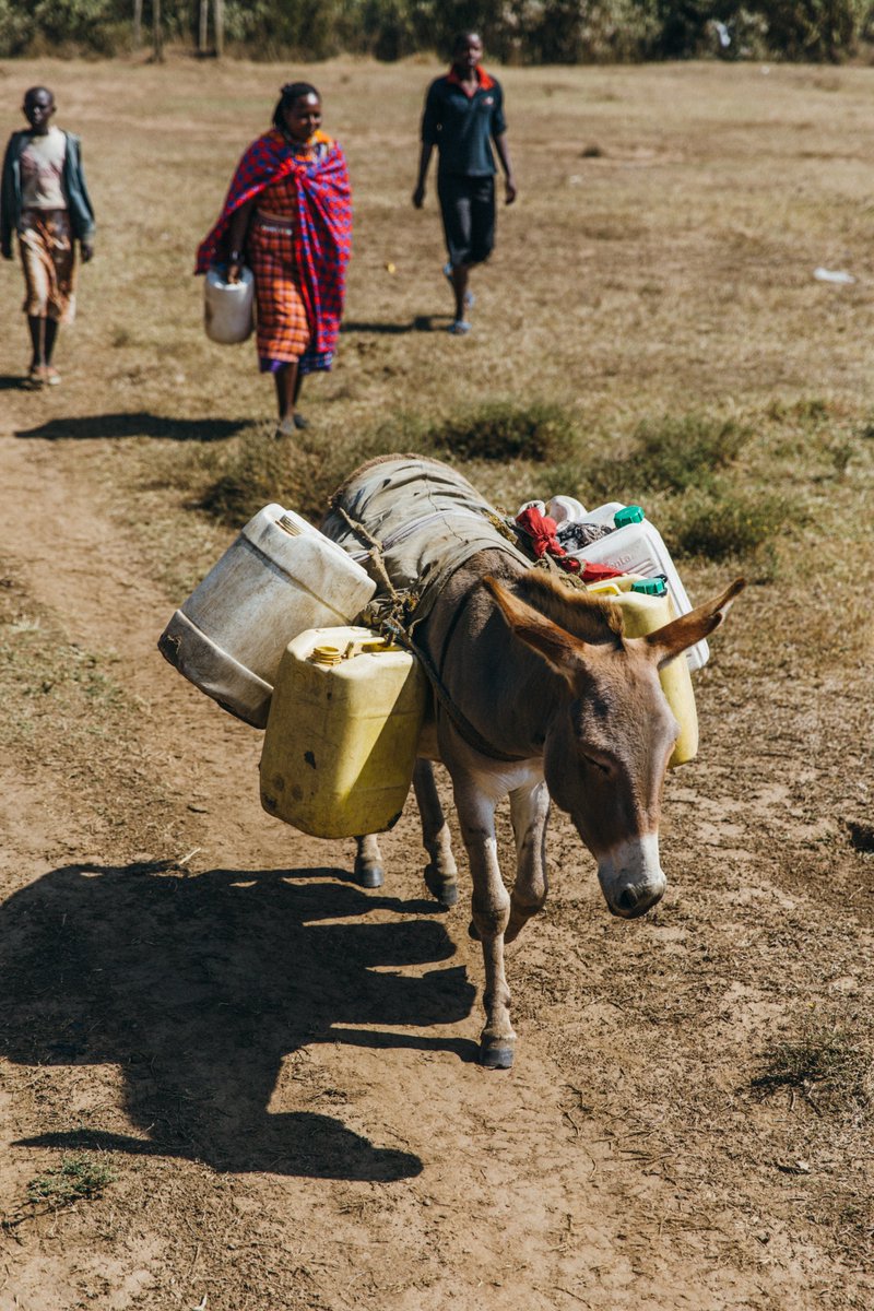 TheBrookeEA's tweet photo. Donkeys help in achieving Sustainable Development Goal 2: Zero Hunger by assisting in agriculture and food production, as well as transporting feed, water, or produce to market. The income from donkey work allows the owners to buy food for their families.

@SDGoals https://t.co/aW8opp1hU1