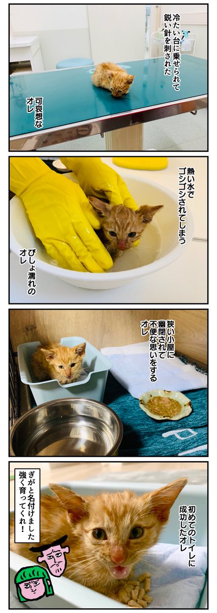 ひとりぼっちの子猫を捕まえる話③
家族が増えました 