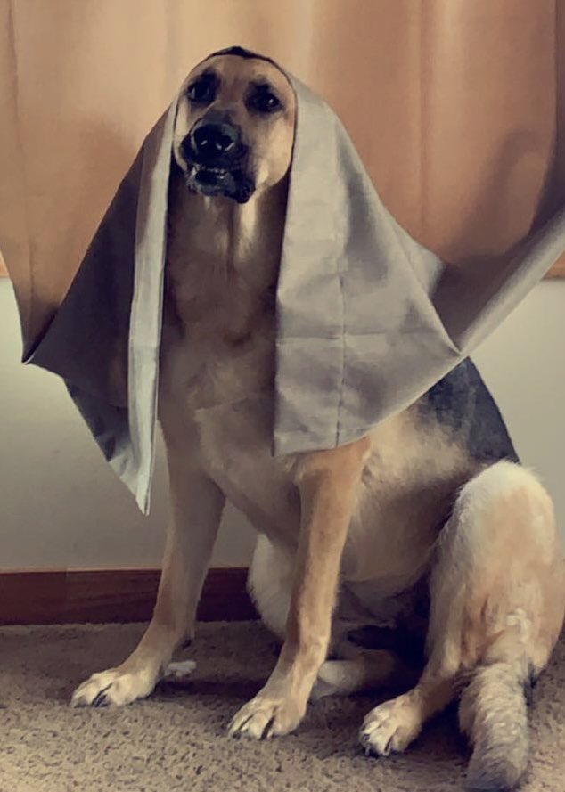 HeatherRoseW's tweet photo. @dog_rates @Trupanion Mya giving us her best smile…. She’s a little camera shy https://t.co/OxPlVYWj2R