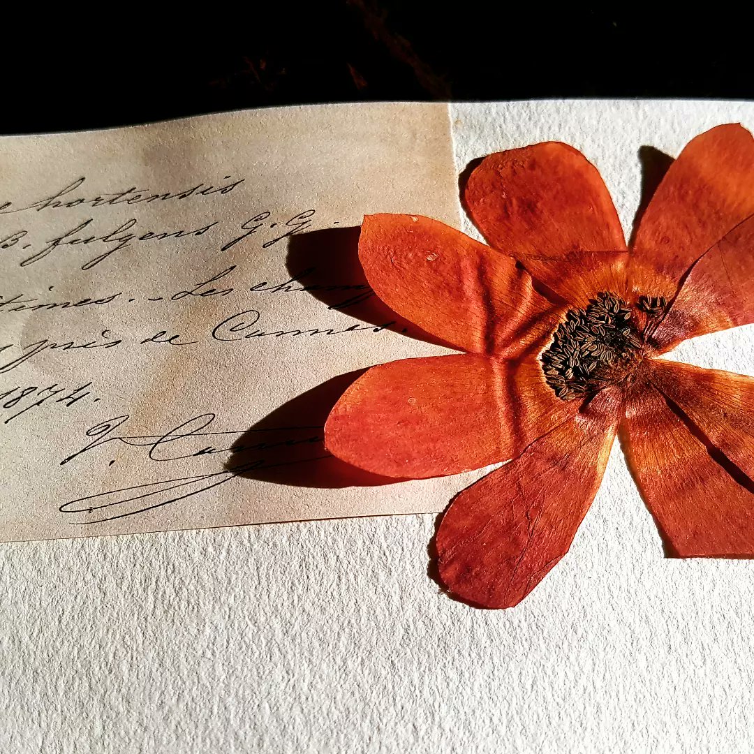Herbier UCBLyon1 (@herbierly) on Twitter photo Petit détour par l'#herbier Nisius Roux #herbarium #anemone #couleur #colors #Flowers
<a href="/UnivLyon1/">Université Lyon 1</a> Petit détour par l'#herbier Nisius Roux #herbarium #anemone #couleur #colors #Flowers
<a href="/UnivLyon1/">Université Lyon 1</a>