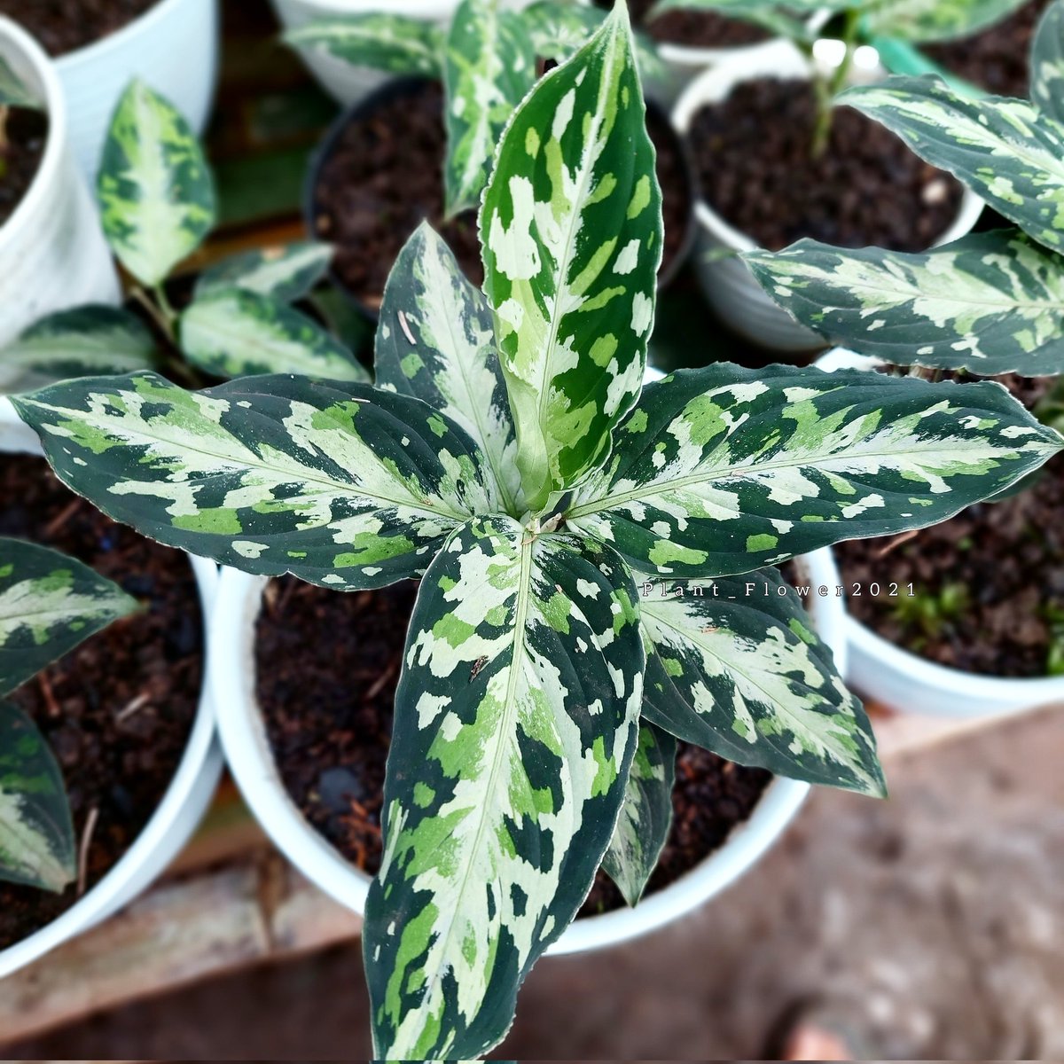 available👉Aglaonema Pictum tricolor🪴 ID LINE +6285609584202 . #aglaonema #aglonema #aglaonemapictumtricolor #pictumtricolor #aglaonemapictum