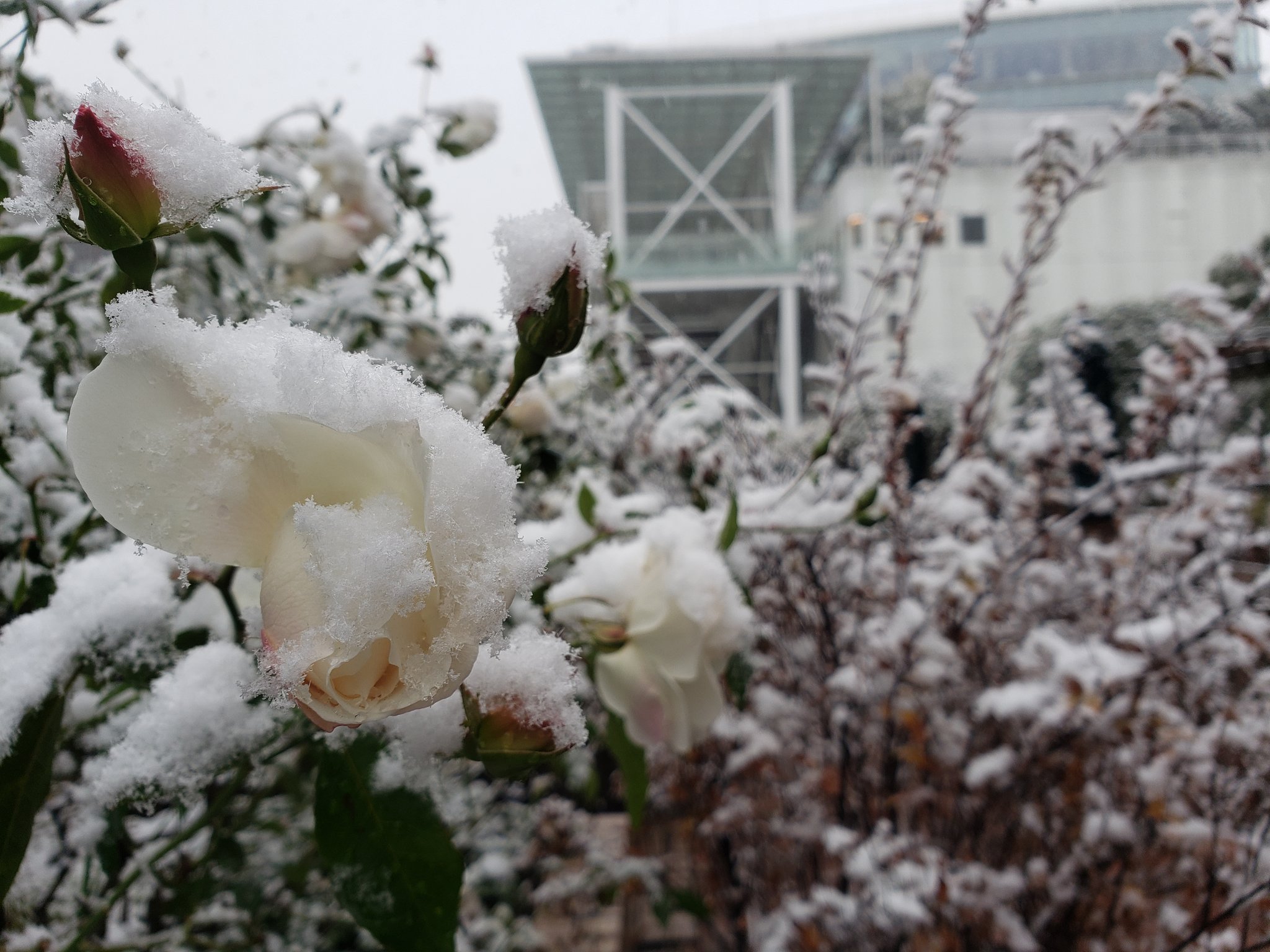 The Galley Seafood Grill By Mikasakaikan 明日は雪の予報が出ています 皆様もどうぞお気をつけてお過ごし下さいね 明日も11時オープン 時ラストオーダー 21時閉店で営業しております 画像は1 6 木 の雪が降った日の高島屋様の美しいローズ
