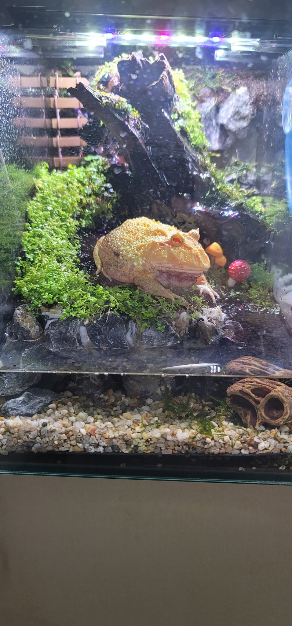 Pepe 久しぶりに土から掘り返したら君そんなデカくなってたのね 新しいお家に引っ越しさせたら沖ノ鳥島ぐらい小さくて草 いや草じゃなくてクソ 飼い主の頭の悪さが リセットしてデカイ水槽買います 本当ごめんね ツノガエル クランウェル