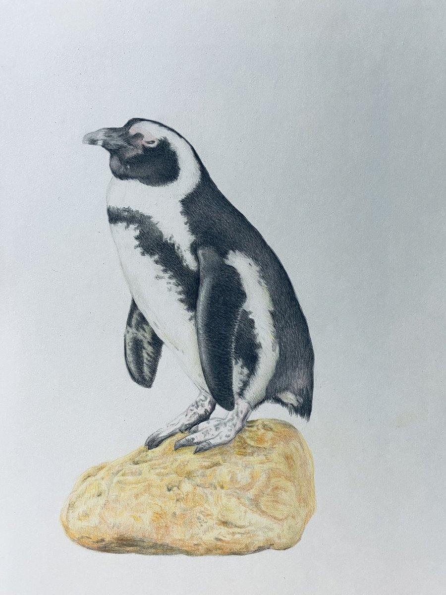 ペンギン　(油絵) Amazon | 雪の中のかわいいペンギン 数字キットによる絵画 数字