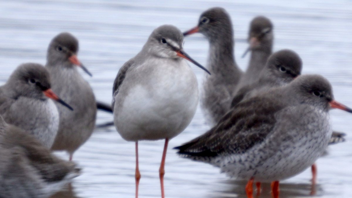 This is your daily reminder that Devon is full of natural beauty.

Thanks to birders at RSPB Bowling Green Marsh yesterday for pointing out this Spotted Redshank

#lowcarbonbirding  #CWTW #devonnaturalbeauty

@MeridianRawCIC <a href="/RSPBExeEstuary/">RSPB Exe Estuary & Darts Farm</a> <a href="/Route2Bikes/">Liz Hodges</a> 

hartstongue.co.uk/index.php/natu…