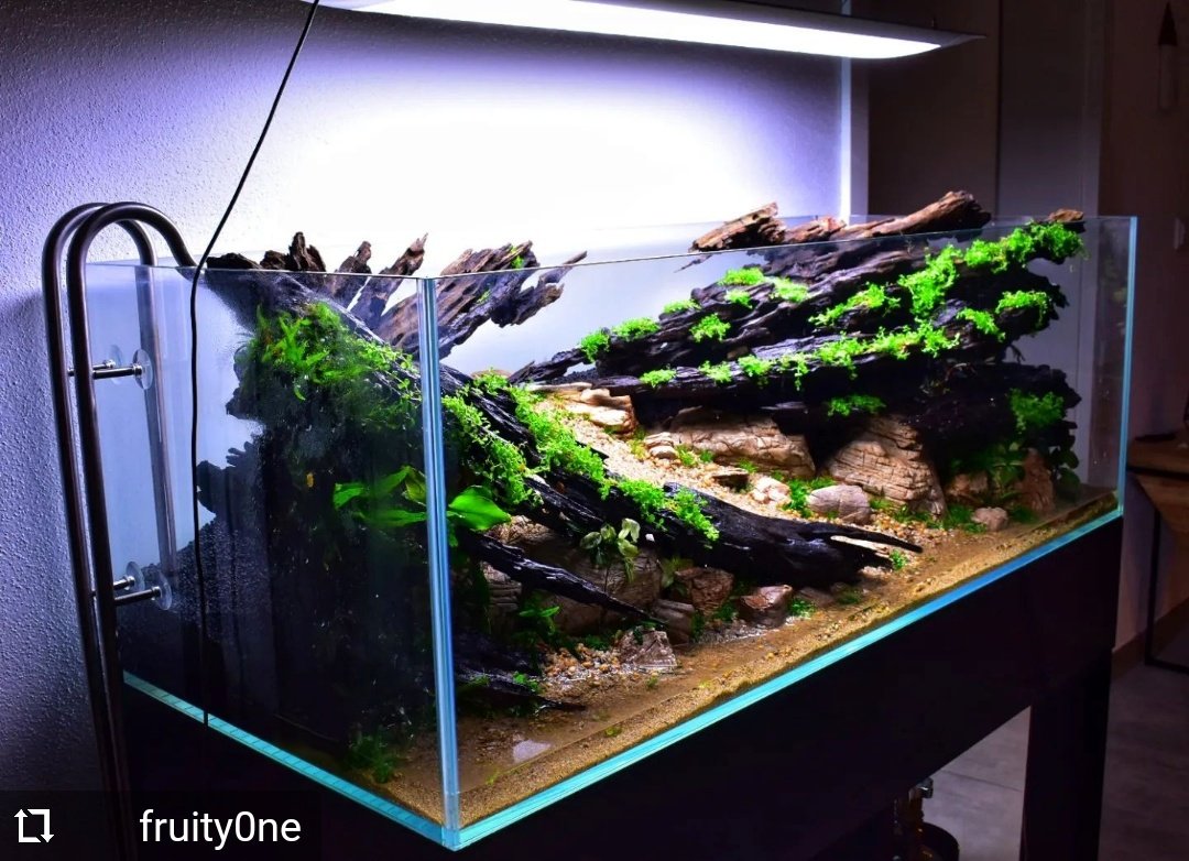 Aquaflora Aquarium tweet media