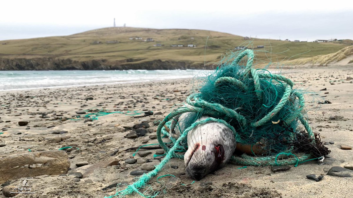 HughHarrop's tweet photo. So sad to see this young Atlantic Grey Seal entangled to death in a discarded Gill net and washed ashore at Spiggie, Shetland. Apologies if the images upset you but this is the harsh reality of how wildlife is suffering from the 1000s of tons of 'ghost gear' polluting our oceans. https://t.co/OemQhlxkbQ