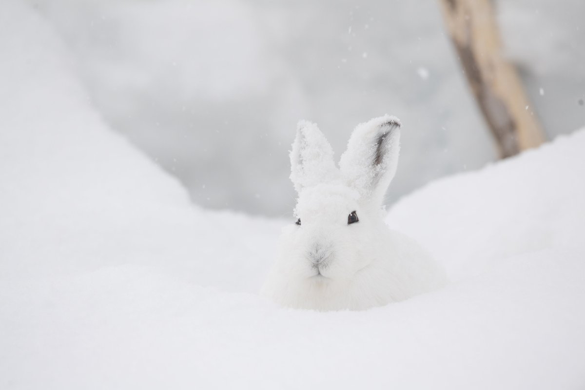 雪の妖精エゾユキウサギ♪ ＃エゾユキウサギ ＃ウサギ ＃北海道 ＃ユキウサギ, image size:1200x800