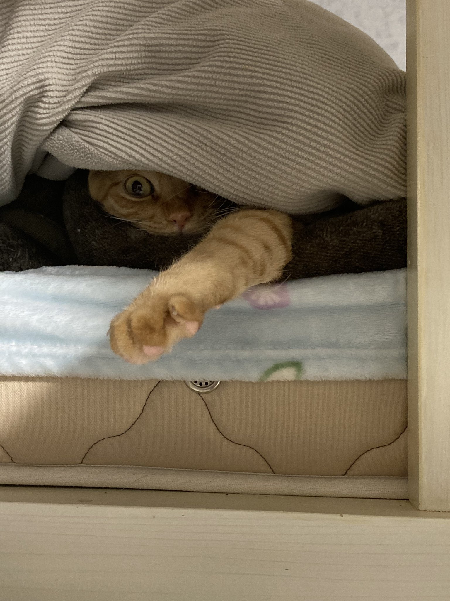 怖い猫 Twitter Search Twitter