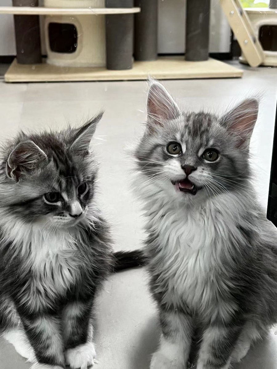 in our office,  7 kittens