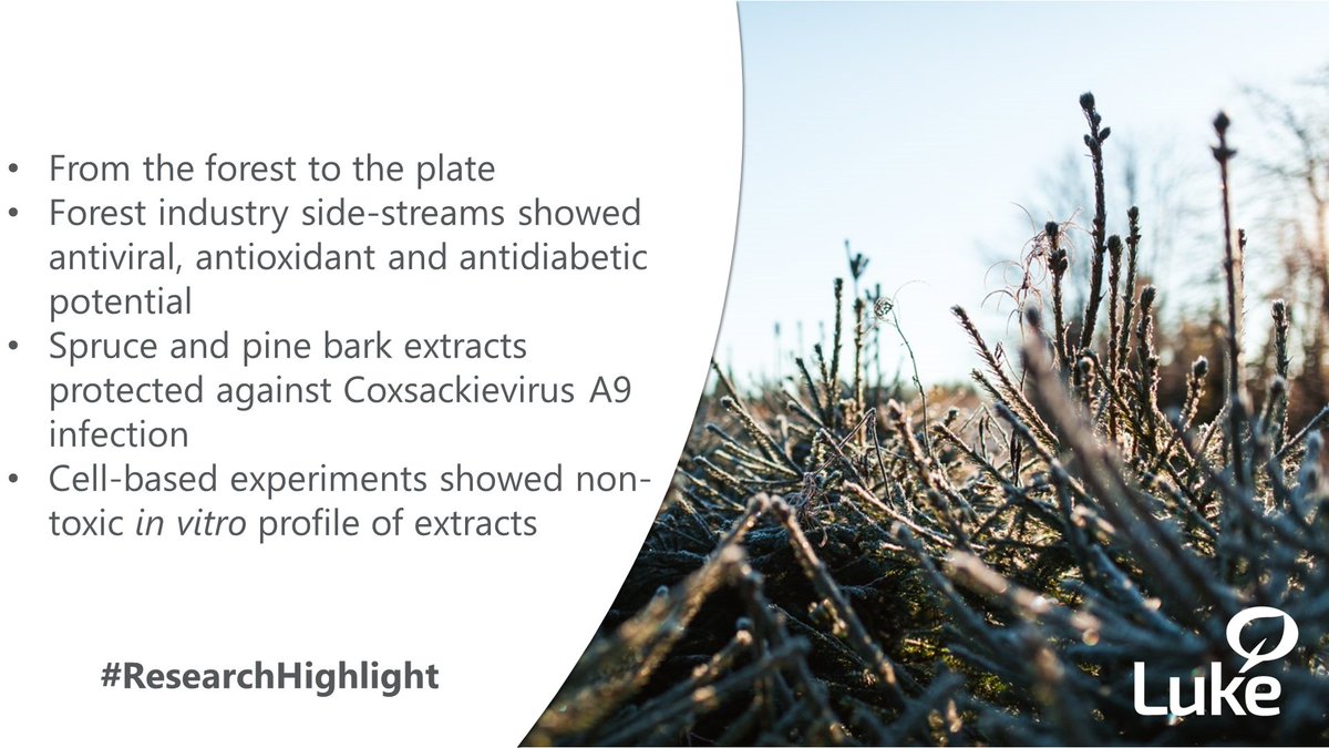 pokilpelainen's tweet image. Food ingredients from forests? Bioactive compounds can be extracted from spruce and pine bark with hot water. Many thanks to all co-authors for this publication. 
👉doi.org/10.1016/j.food…
#LukeResearch #ResearchHighlight #forest #food #sprucegum #birchgum