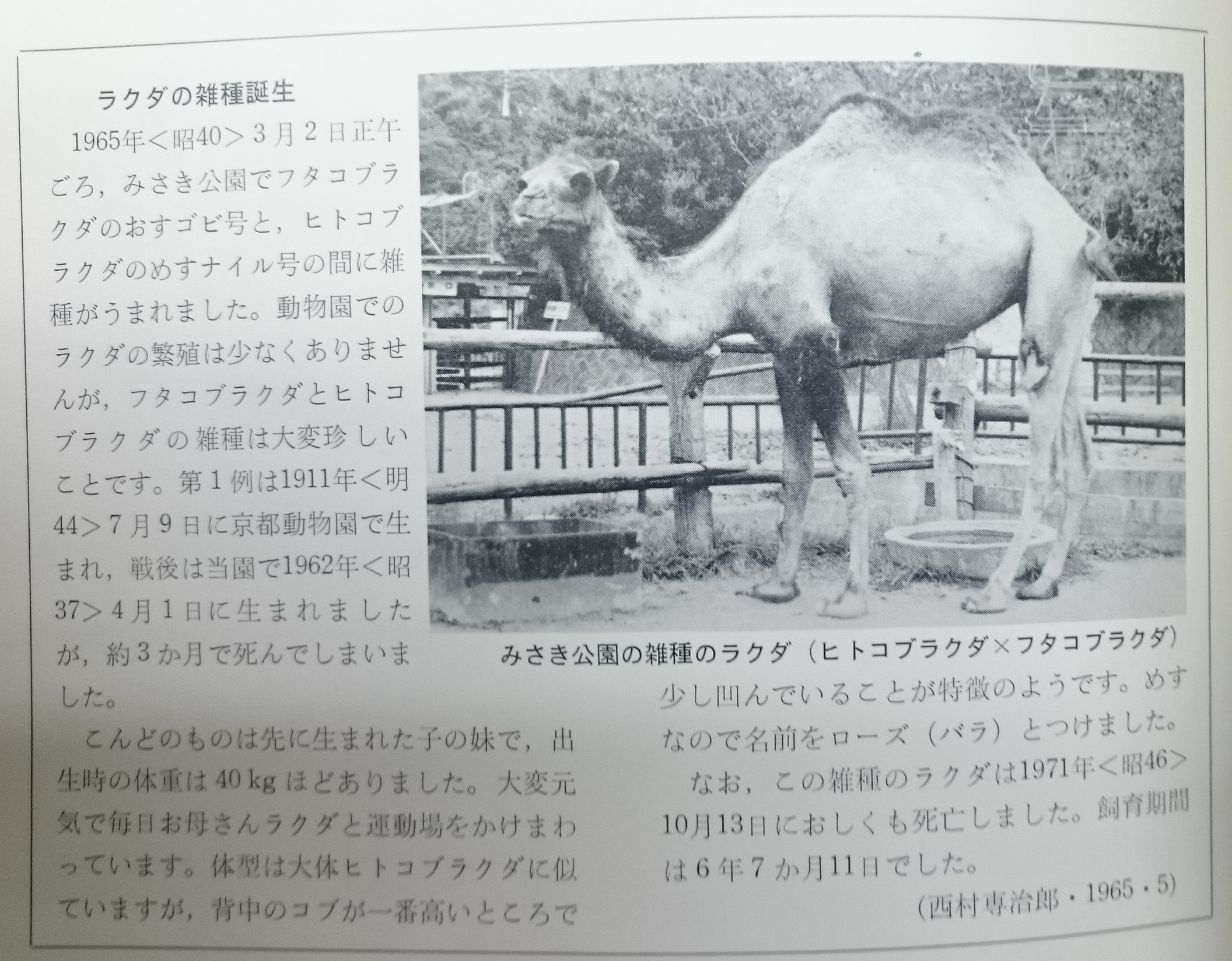 ハトバテリウム ヒトコブラクダとフタコブラクダの雑種 ローズ 1965 1971 世界の動物 分類と飼育 偶蹄目 1 より 動物園 動植物園 動物公園 昭和 みさき公園 駱駝 ラクダ ハイブリッド 偶蹄類 T Co Gerly05ebc Twitter