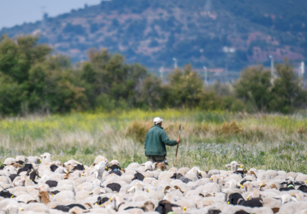 FGlobalNature's tweet photo. Hoy ponemos el foco🔍en uno de los sistemas tradicionales de pastoreo que más ha sufrido en nuestro país. Estamos muy contentos de anunciar que vamos a trabajar en una línea para apoyar a pastores de cabras, con el cuidado de la naturaleza de fondo ##PastoreoPorlaNaturaleza🐐 https://t.co/aKzuqDfc1s