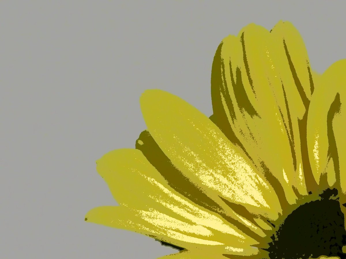 anarchyllect's tweet photo. Yellow Daisy
Author: novice09
https://t.co/UjsE2BOFER
#art #photography #sliderssunday https://t.co/KtvAbV3fFW
