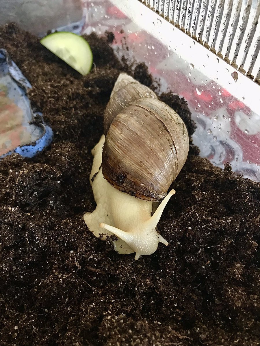 MiluIam's tweet photo. I have a new family member. A little friend for Ophelia😍 
She needs a name though. Any ideas? 🐌 https://t.co/UP41dYSGIh