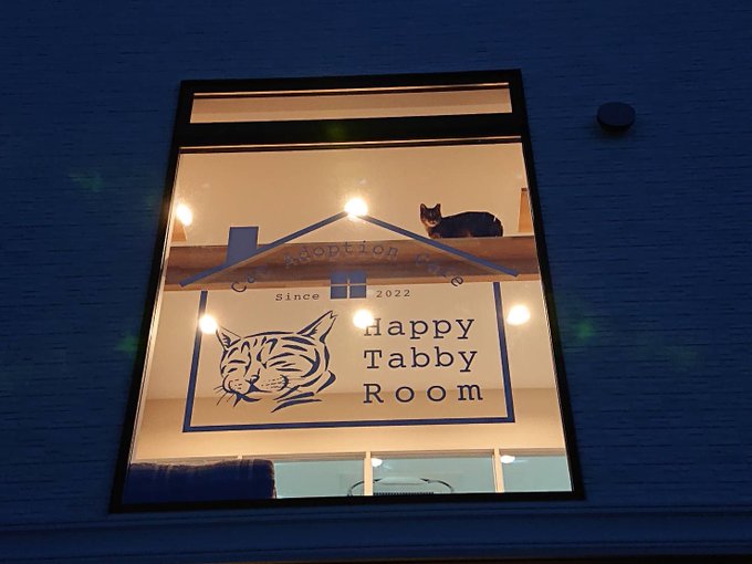 八尾市 八尾市中田にクリニック併設保護猫カフェ ハッピータビールーム 22年3月1日オープン予定です 号外net 八尾